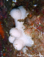Alcyonium digitatum
