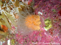 Alcyonium digitatum