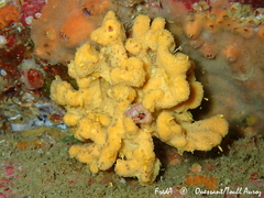 Axinella damicornis