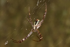 Argiope appensa