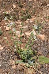 Image of Salvia argentea