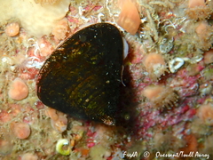 Calliostoma zizyphinum
