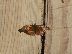 Libythea lepita