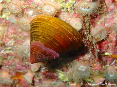 Calliostoma zizyphinum