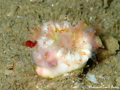 Caryophyllia smithii