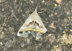 Acantholipes trimeni
