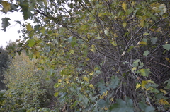 Crataegus dsungarica