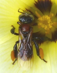Geniotrigona thoracica