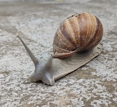Megalobulimus oblongus
