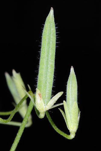 Oxalis dillenii