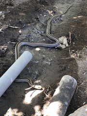 Philodryas chamissonis