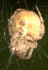 Neoscona hirta
