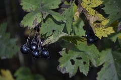 Crataegus dsungarica