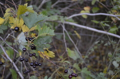 Crataegus dsungarica