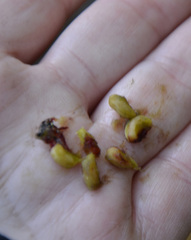 Crataegus dsungarica