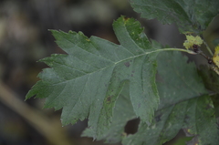 Crataegus dsungarica