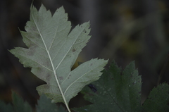 Crataegus dsungarica