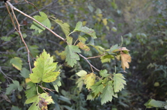 Crataegus dsungarica
