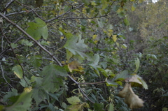 Crataegus dsungarica