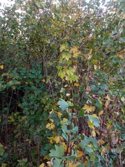 Crataegus dsungarica