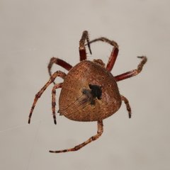 Neoscona penicillipes