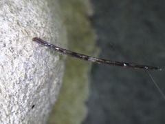 Keroplatidae