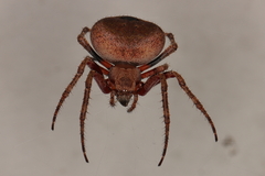 Neoscona penicillipes