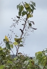 Zosterops simplex simplex