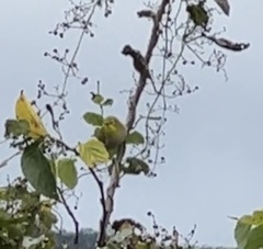 Zosterops simplex simplex