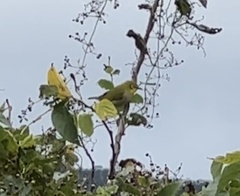 Zosterops simplex simplex