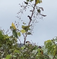 Zosterops simplex simplex