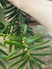 Taxus baccata