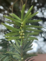 Taxus baccata