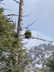 Phoradendron pauciflorum