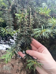 Taxus baccata