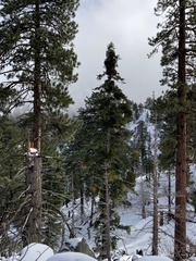 Phoradendron pauciflorum