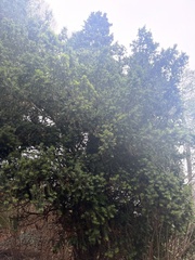 Taxus baccata