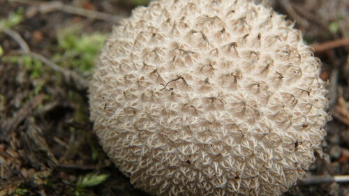 Curtis's Puffball