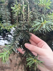 Taxus baccata