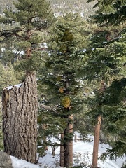 Phoradendron pauciflorum