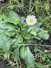 Bellis perennis