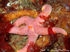 Henricia oculata
