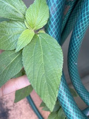 Acalypha arvensis
