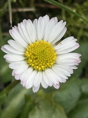 Bellis perennis