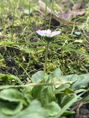 Bellis perennis