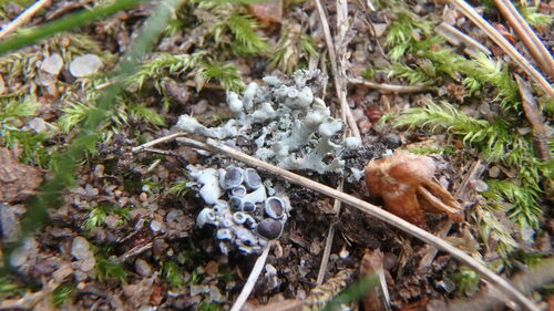 Alternating Dog Lichen