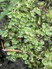 Lunularia cruciata
