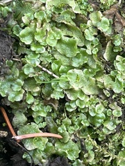 Lunularia cruciata