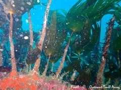 Laminaria hyperborea