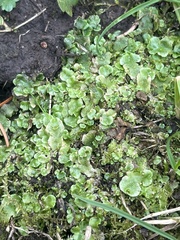 Lunularia cruciata